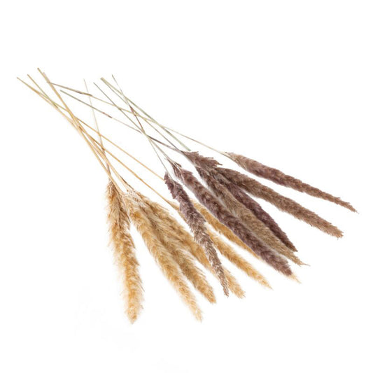 Slim Dried Pampas Grass Sale