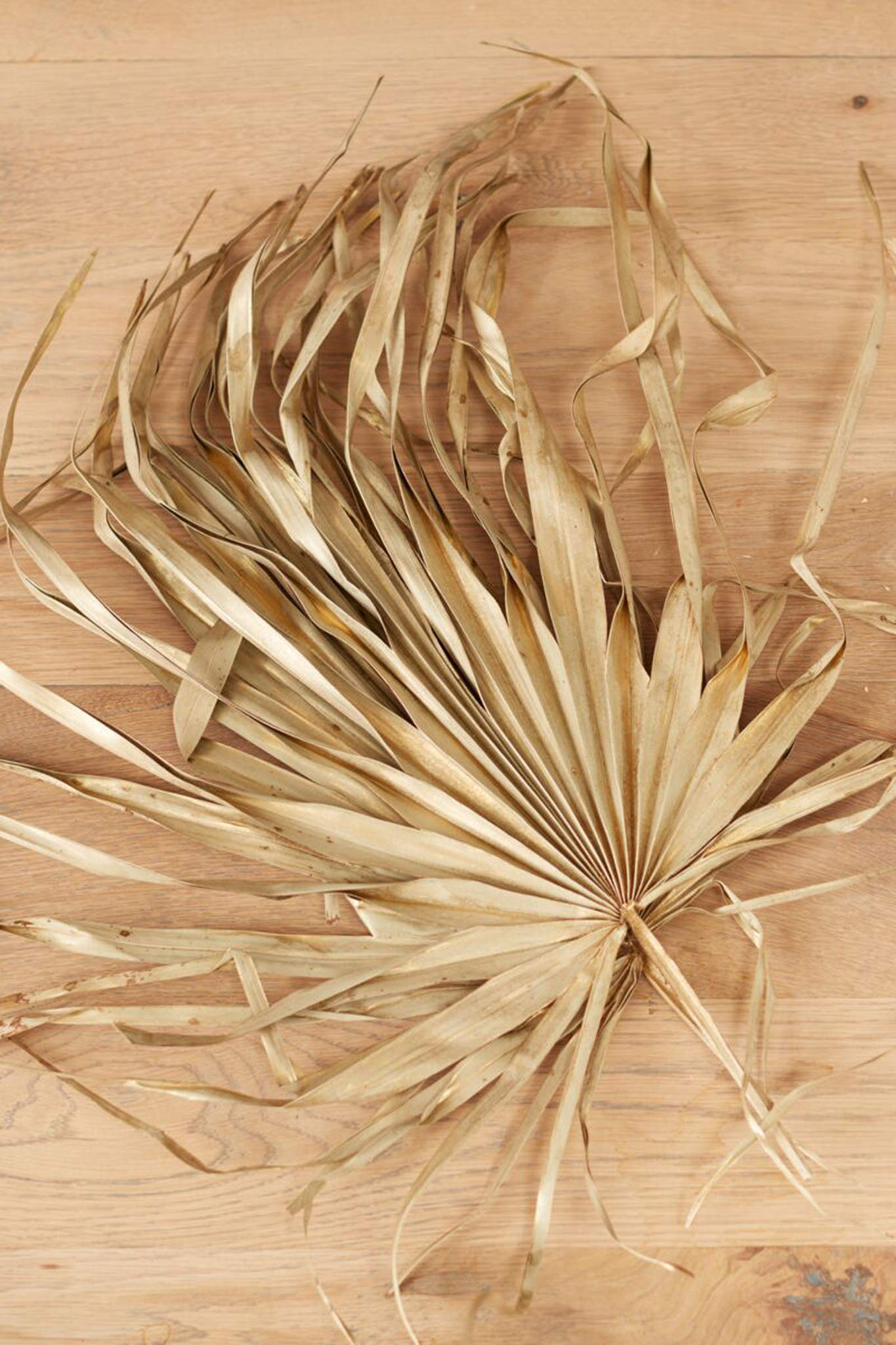 Dried Sun Fan Spear