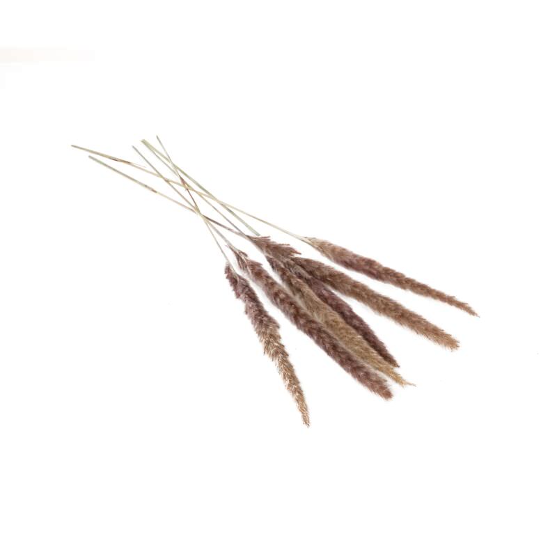 Slim Dried Pampas Grass