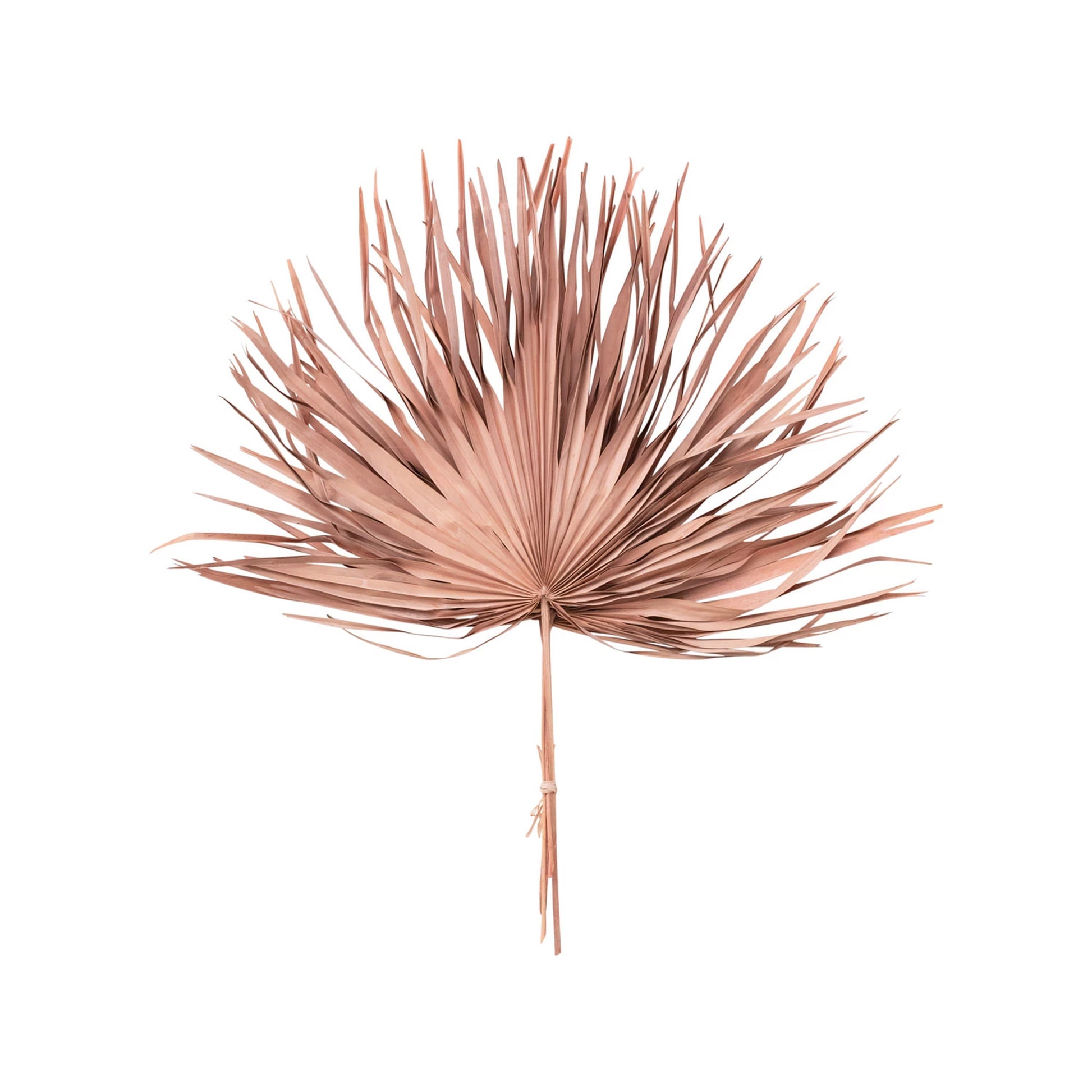 Pink Dried Palm Leaf Bunch