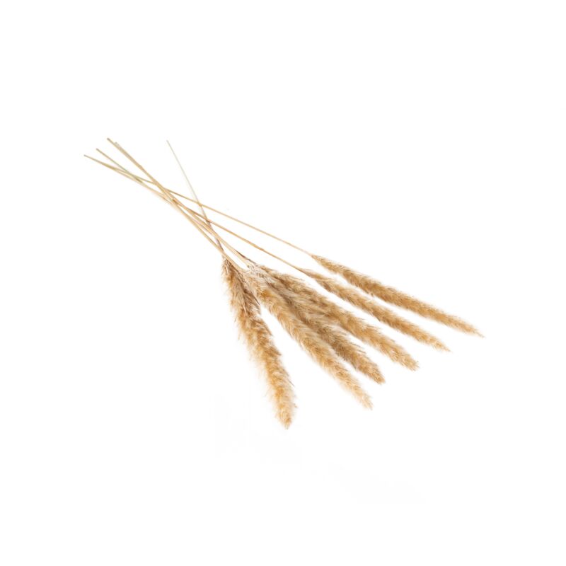 Slim Dried Pampas Grass